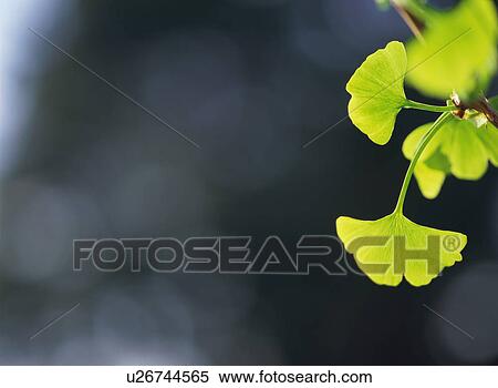 Gingko Leaf View Large Photo Image Stock Photography - Gingko Leaf. Fotosearch
