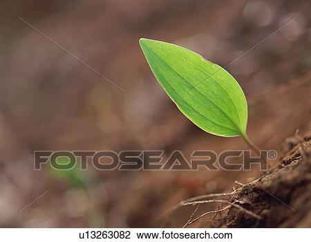 Green Leaf View Large Photo Image Stock Image - Green Leaf. Fotosearch