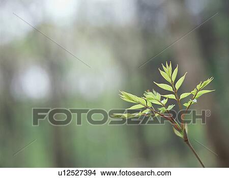 Picture - Green Leaves. Fotosearch