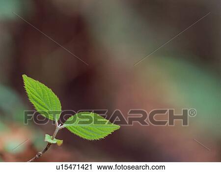 Green Leaves View Large Photo Image Stock Image - Green Leaves. Fotosearch