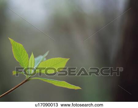 Green Leaves View Large Photo Image Stock Image - Green Leaves. Fotosearch