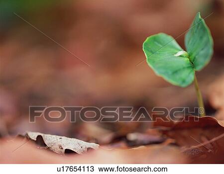 Stock Image - Green Leaves. Fotosearch