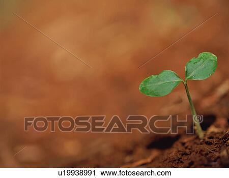 Stock Image - Green Leaves. Fotosearch
