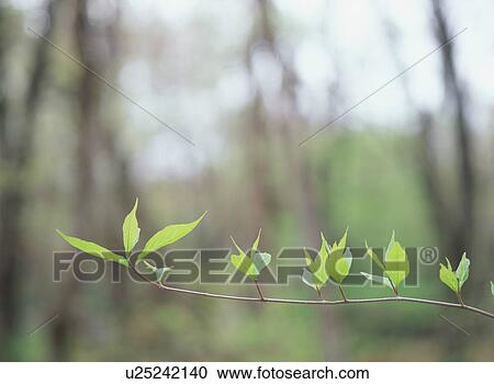 Green Leaves View Large Photo Image Stock Image - Green Leaves. Fotosearch