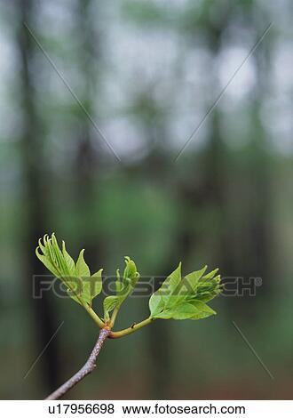 Stock Photo - Green Leaves. Fotosearch