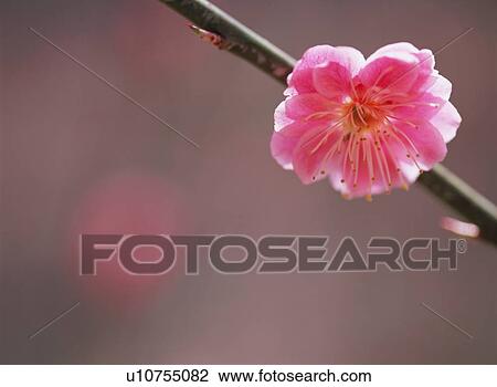 Japanese Apricot View Large Photo Image Stock Image - Japanese Apricot. Fotosearch