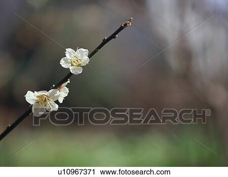 Stock Image - Japanese Apricot. Fotosearch