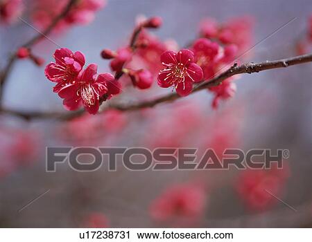 Japanese Apricot View Large Photo Image Stock Image - Japanese Apricot. Fotosearch