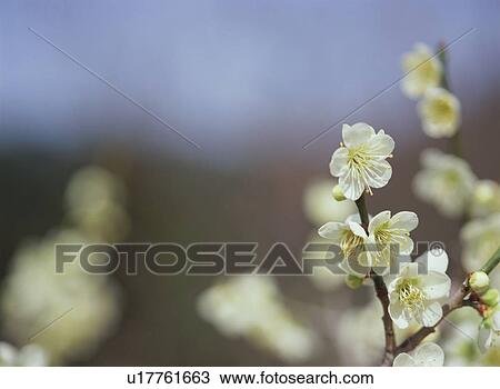 Japanese Apricot View Large Photo Image Stock Image - Japanese Apricot. Fotosearch