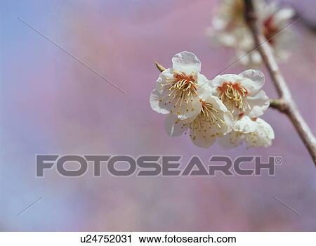 Stock Image - Japanese Apricot. Fotosearch