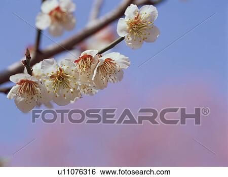 Japanese Apricot View Large Photo Image Stock Photograph - Japanese Apricot. Fotosearch