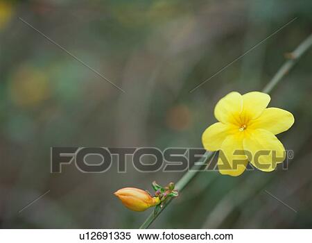 Stock Photography - Jasminum nudiflorum . Fotosearch