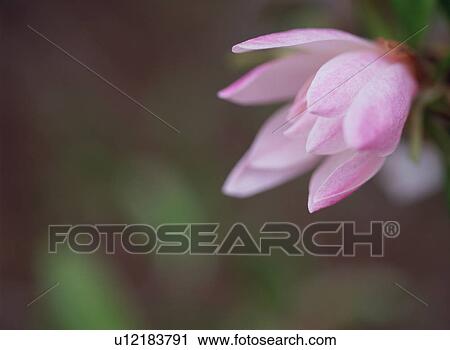 Magnolia tomentosa View Large Photo Image Stock Image - Magnolia tomentosa. Fotosearch