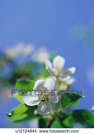Nagasaki Crab Apple View Large Photo Image Picture - Nagasaki Crab Apple. Fotosearch