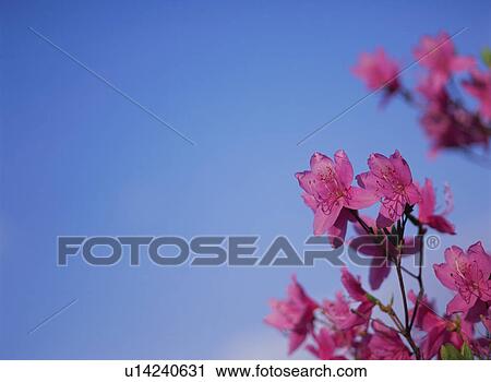 Rhododendron dilatatum View Large Photo Image Stock Image - Rhododendron dilatatum. Fotosearch