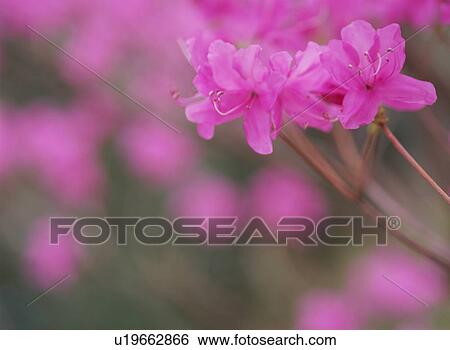Rhododendron dilatatum View Large Photo Image Stock Photograph - Rhododendron dilatatum. Fotosearch