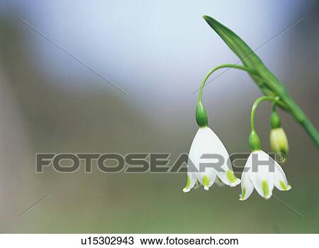 Stock Image - Summer snowflake, close-up. Fotosearch