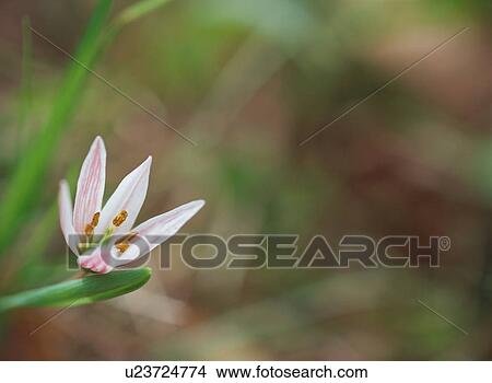 Picture - Tulipa edulis Tulipa . Fotosearch
