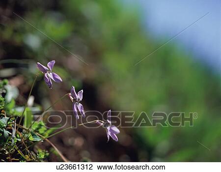 Viola grypoceras View Large Photo Image Stock Image - Viola grypoceras. Fotosearch