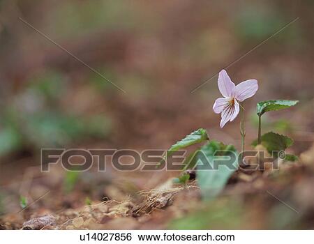 Viola View Large Photo Image Stock Photograph - Viola. Fotosearch