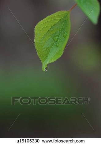 Stock Image - Water drop on green leaves. Fotosearch