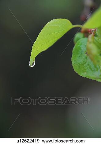 Stock Photo - Water drop on green leaves. Fotosearch