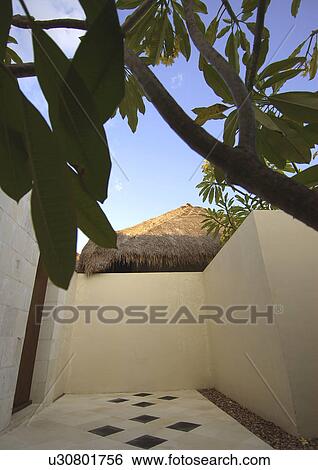 Tree growing near a marble walkway View Large Photo Image Stock Photograph - Tree growing near a marble walkway. Fotosearch