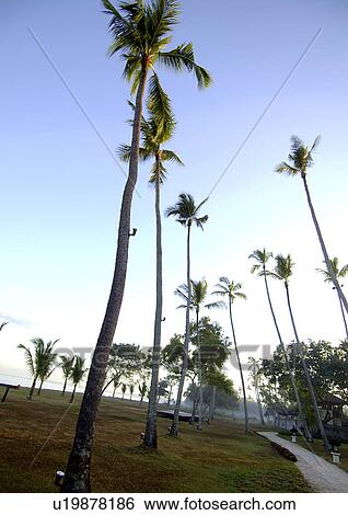 Low angle view of tall palm trees against the sky. View Large Photo Image Stock Photograph - Low angle view of tall palm trees against the sky.. Fotosearch