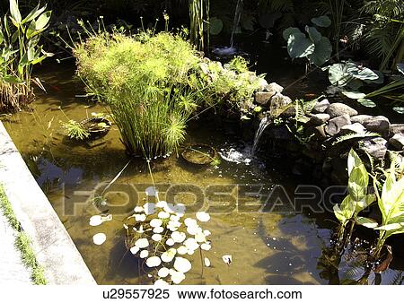 View of plants growing in water. View Large Photo Image Stock Photography - View of plants growing in water.. Fotosearch