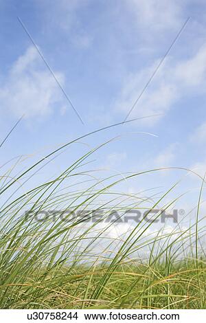 Beach grass swaying with the wind. View Large Photo Image Picture - Beach grass swaying with the wind.. Fotosearch