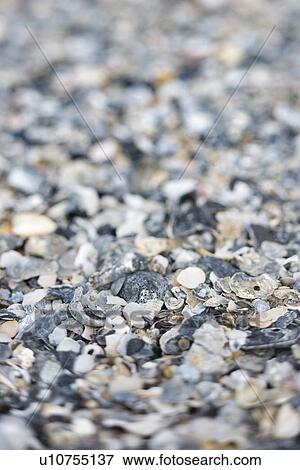 Stock Photo - Mixed and broken sea shells. Fotosearch