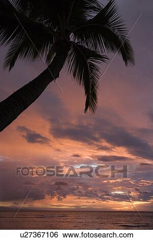 Palm tree on coast silhouetted against glowing sunset View Large Photo Image Stock Photograph - Palm tree on coast silhouetted against glowing sunset . Fotosearch