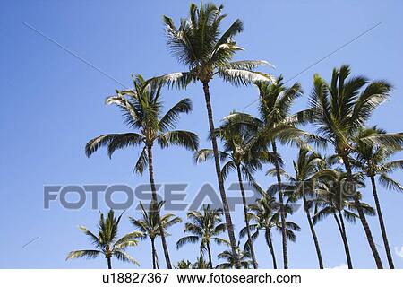 Stock Photo - Palm trees against blue sky in Maui, Hawaii.. Fotosearch