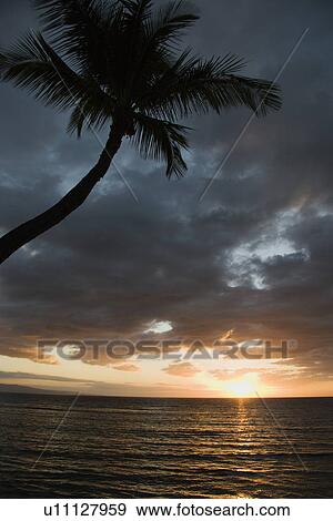 Sunset over Pacific Ocean with palm tree View Large Photo Image Stock Photo - Sunset over Pacific Ocean with palm tree . Fotosearch