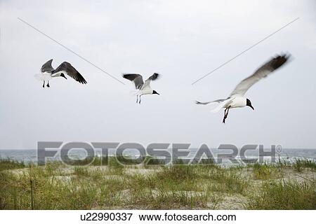 Three seagulls flying over beach View Large Photo Image Stock Photo - Three seagulls flying over beach. Fotosearch