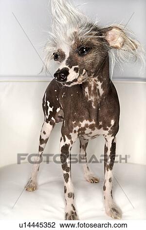 中国語 波頭を立てた 犬 肖像画 ストックイメージ U Fotosearch