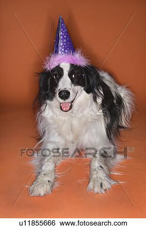 Stock Photograph - Black and white Border Collie mix dog wearing party hat.. Fotosearch