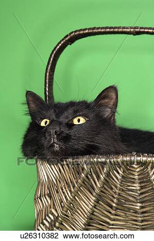 Stock Image - Black fluffy cat in basket. Fotosearch