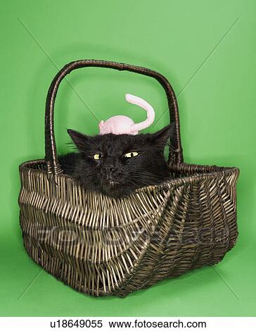 Stock Photography - Black fluffy cat in basket with toy mouse on head. Fotosearch