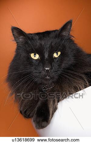 Black fluffy cat View Large Photo Image Stock Photo - Black fluffy cat. Fotosearch