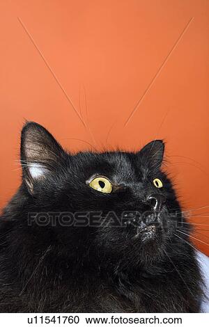 Stock Image - Black long haired cat looking up.. Fotosearch