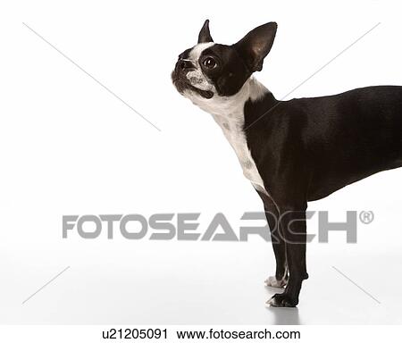 Boston Terrier dog View Large Photo Image Stock Image - Boston Terrier dog. Fotosearch