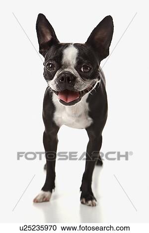 Boston Terrier dog View Large Photo Image Stock Image - Boston Terrier dog. Fotosearch