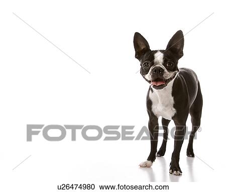 Boston Terrier dog View Large Photo Image Stock Image - Boston Terrier dog. Fotosearch