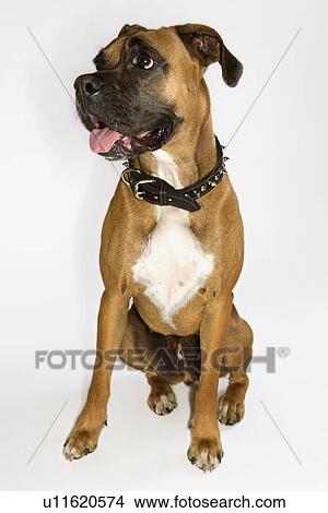 Boxer dog portrait. View Large Photo Image Picture - Boxer dog portrait.. Fotosearch