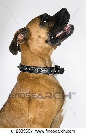 Boxer dog portrait View Large Photo Image Stock Photo - Boxer dog portrait. Fotosearch