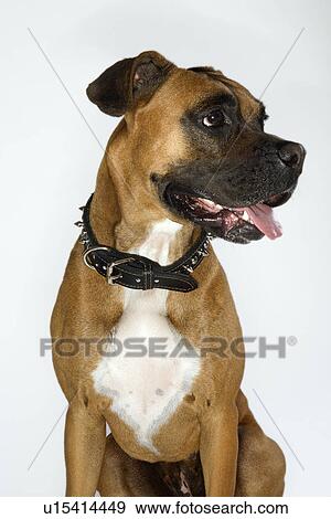Stock Photo - Boxer dog portrait. Fotosearch