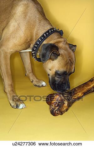 Boxer dog smelling big bone View Large Photo Image Stock Photograph - Boxer dog smelling big bone. Fotosearch