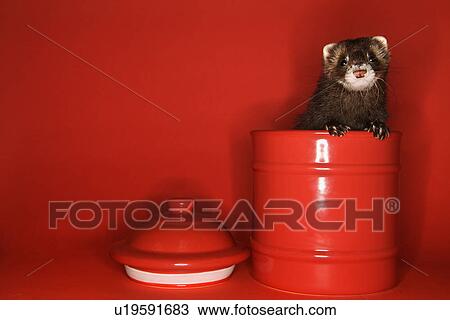 Brown ferret peeking out of red jar against red background View Large Photo Image Stock Image - Brown ferret peeking out of red jar against red background. Fotosearch