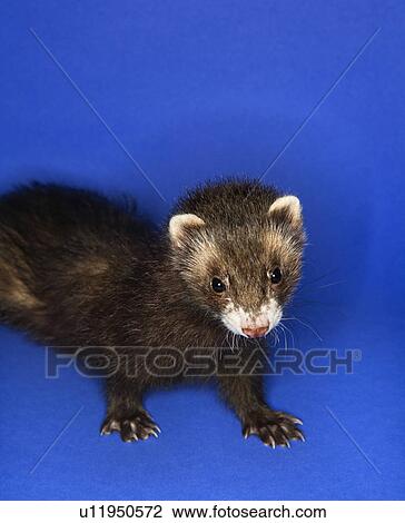 Stock Image - Brown ferret. Fotosearch